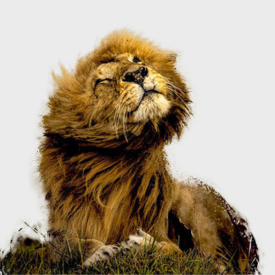 حیات وحش