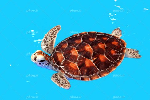 عکس با کیفیت لاک پشت بالغ زیبا و خوش رنگ در حال شنا کردن در استخر