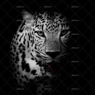 عکس با کیفیت چهره پلنگ با پوست زیبا از زاویه روبه رو در تاریکی