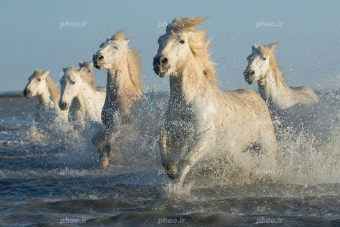 عکس با کیفیت اسب های سفید وحشی زیبا در حال دویدن در دریا