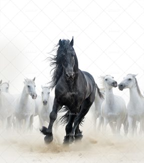 عکس با کیفیت اسب های سفید زیبا در حال دویدن به دنبال اسب سیاه بر روی زمین خاکی