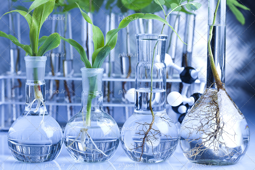 عکس با کیفیت گیاه در داخل بالن حجم سنجی و سه مدل بالن ته گرد در کنار یکدیگر