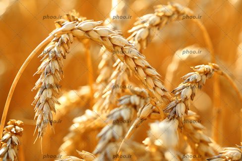 عکس با کیفیت خوشه های زیبای طلایی رنگ گندوم از نمای نزدیک