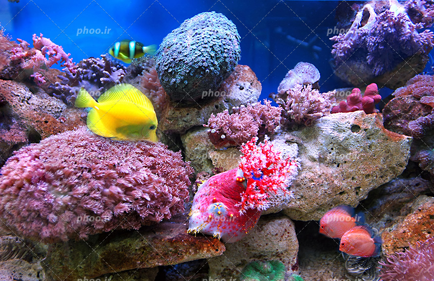 عکس با کیفیت صخره های مرجانی و رویش گیاهان دریایی در اطراف صخره ها و ماهی های زیبا و خوش رنگ در حال شنا در دریا