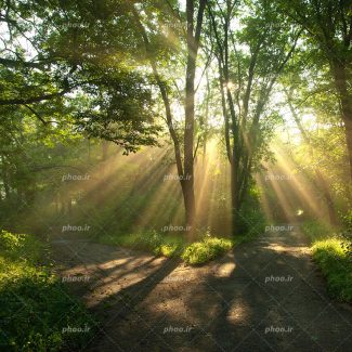 عکس با کیفیت پرتو های نور بیرون آمده از لا به لای شاخه و برگ های سرسبز درختان جنگل