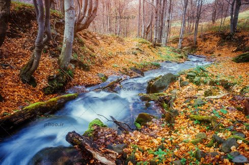 عکس با کیفیت جنگل بسیار زیبای پاییزی و رودخانه جاری شده در وسط جنگل