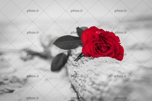 عکس با کیفیت گل رز قرمز بر روی تنه ی درخت