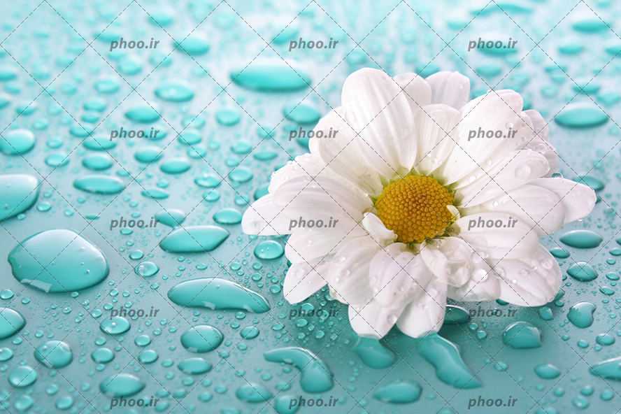 عکس با کیفیت یک گل داوودی در پس زمینه ای به رنگ آبی و قطره های آب در اطرافش