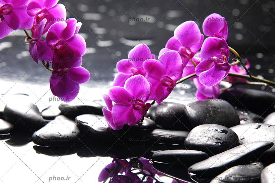 عکس با کیفیت گل زیبا به رنگ بنفش در بالا آب و انعکاس تصویر گل در آب و سنگ های مشکی در اطراف آب
