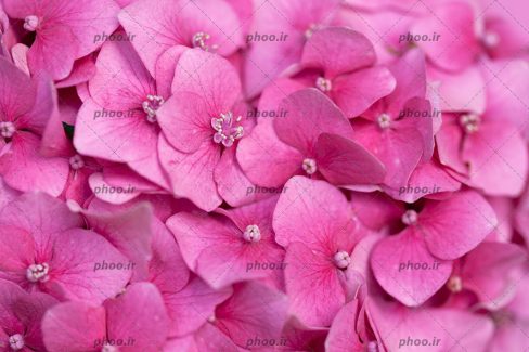 عکس با کیفیت دسته ای از گل های صورتی زیبا از نمای نزدیک