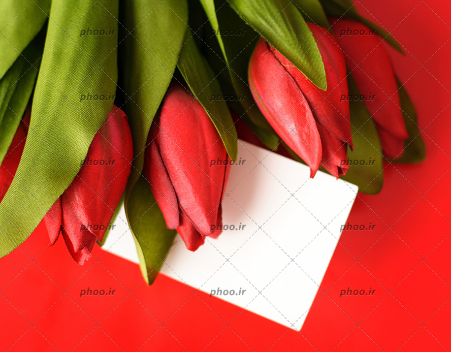 عکس با کیفیت کارت سفید در لا به لای دسته گل گل های لاله ی قرمز و پس زمینه به رنگ قرمز