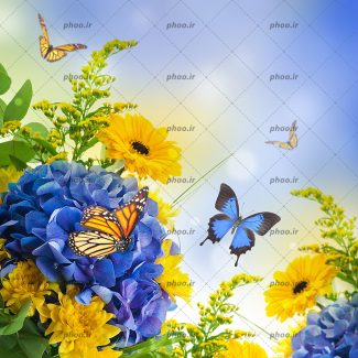 عکس با کیفیت گل های زرد و بنفش به همراه برگ های سبز و پروانه های زیبا در حال پرواز در اطراف گل ها و آسمان آبی