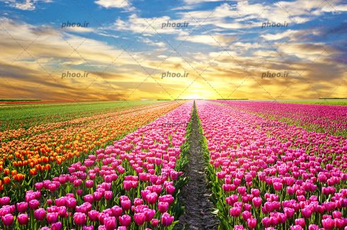 عکس با کیفیت دشت لاله های رنگارنگ در کنار یکدیگر و آسمان در حال غروب