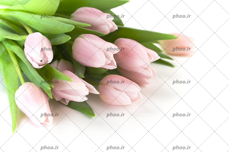 عکس با کیفیت دسته گل لاله به رنگ صورتی کم رنگ در پس زمینه سفید