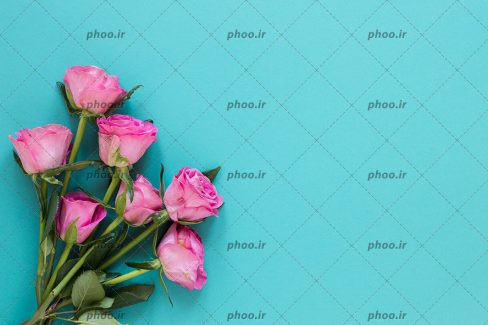 عکس با کیفیت دسته گل رز با گلبرگ های صورتی رنگ در پس زمینه آبی