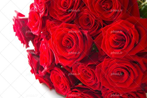 عکس با کیفیت دسته گل رز های قرمز در پس زمینه سفید