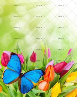 عکس با کیفیت نور تابیده شده به گل های لاله ی رنگارنگ زیبا و پروانه ی آبی زیبا بر روی گل ها