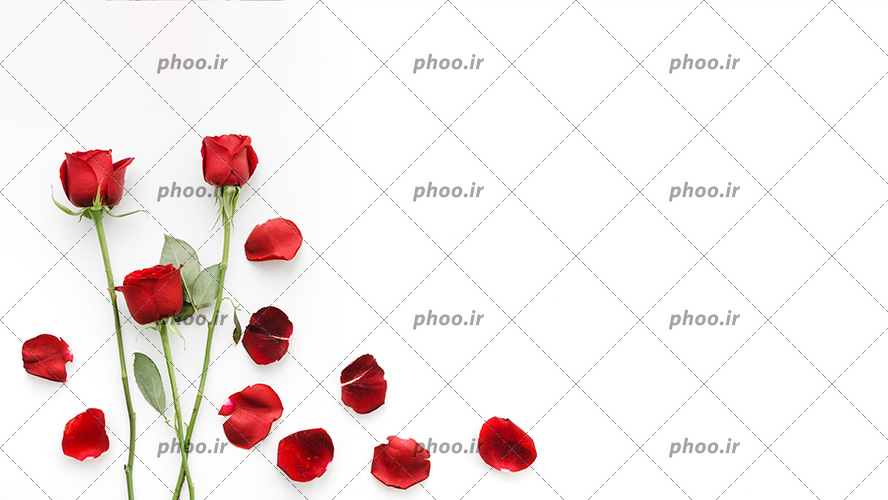 عکس با کیفیت گلبرگ های گل رز در کنار سه شاخه گل رز قرمز در پس زمینه سفید