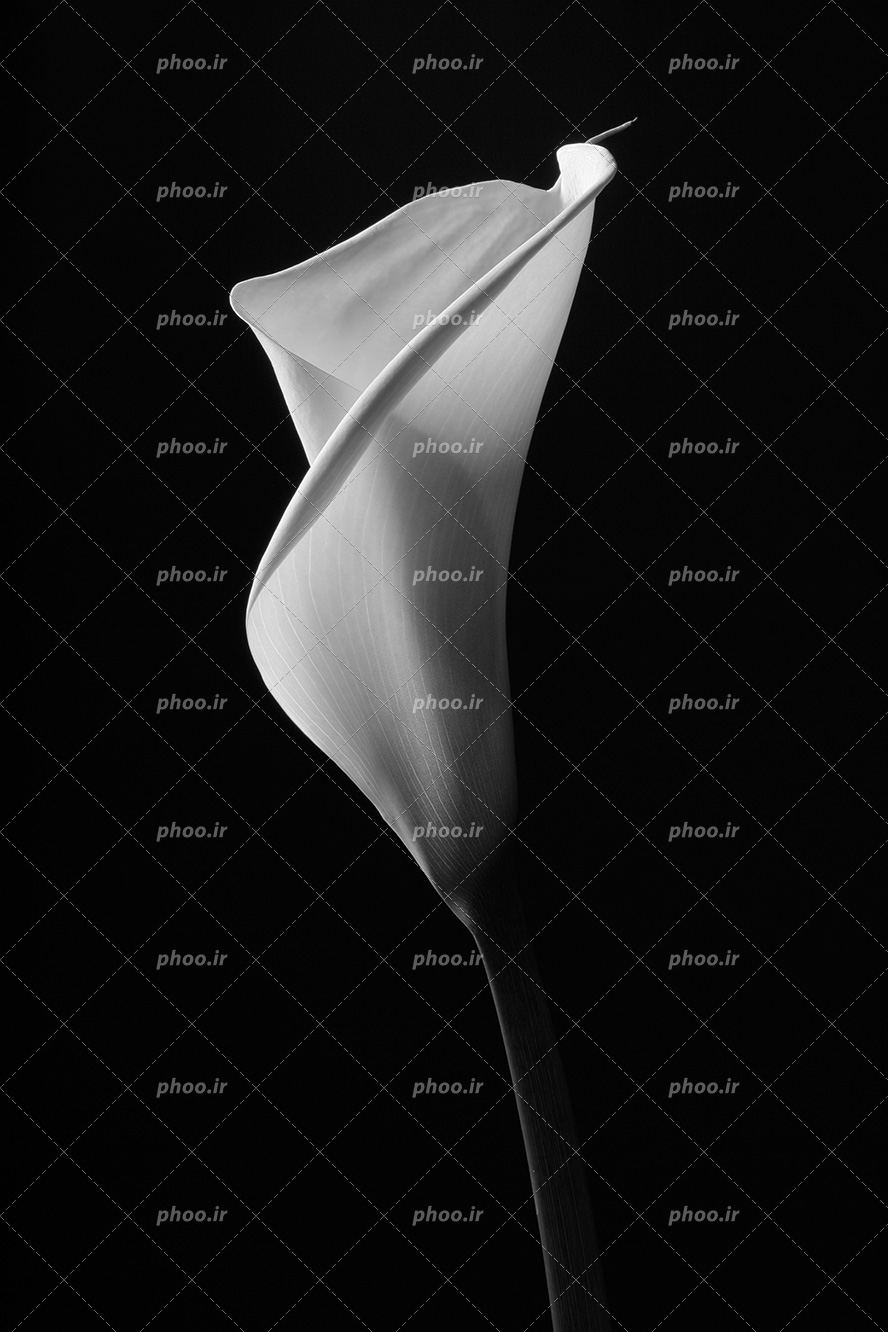 عکس با کیفیت گل شیپوری در پس زمینه مشکی