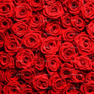 عکس با کیفیت دسته گل شاخه های گل رز قرمز در کنار یکدیگر از نمای نزدیک
