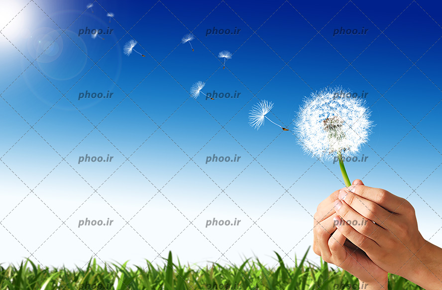 عکس با کیفیت قاصدک در دست کودک و چمن های سبز و آسمان آبی و نور خوشید در حال تابیدن