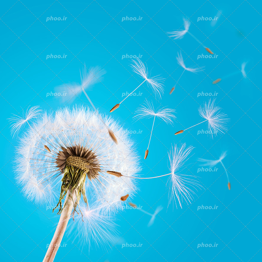 عکس با کیفیت گل قاصدک در پس زمینه آبی