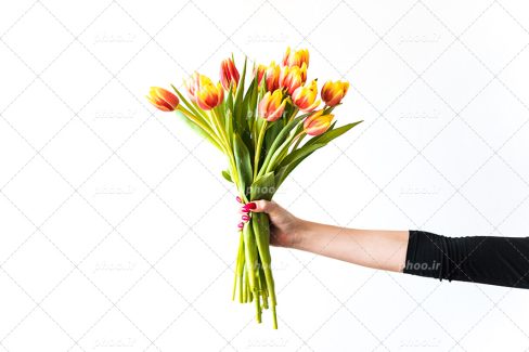 عکس با کیفیت دسته گل لاله ی نارنجی در دست زن با لاک های صورتی در پس زمینه سفید