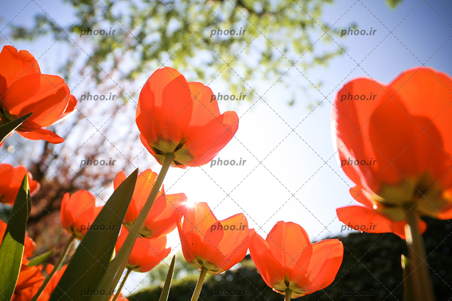 عکس با کیفیت گل های لاله ی قرمز از نمای پایین و آسمان آبی در بکگراند
