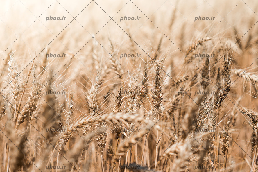 عکس با کیفیت تصویر زیبایی از گندم زار و خوش های گندم طلایی