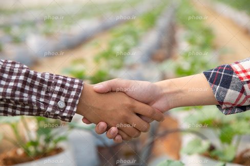 عکس با کیفیت دو کودک در حال دست دادن به یکدیگر در گلخانه