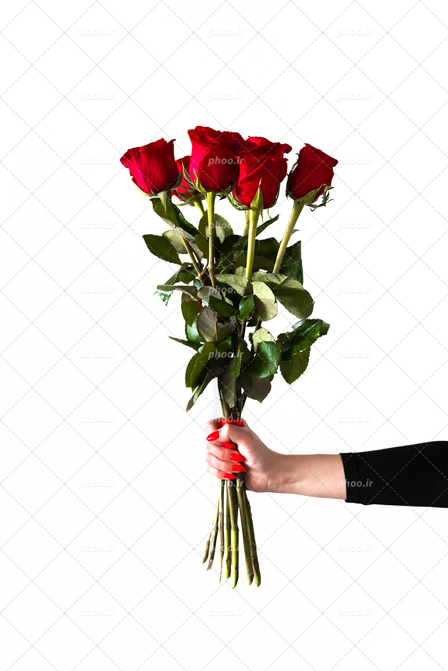 عکس با کیفیت زیبا دست زن با ناخن های لاک زده به رنگ قرمز و گرفتن چند شاخه گل رز زیبا در پس زمینه سفید