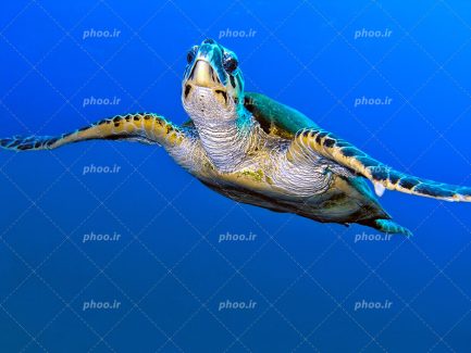 عکس با کیفیت لاکپشت زیبا با سن بالا در حال شنا در اعماق آب