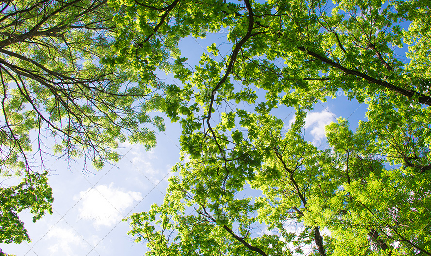 عکس با کیفیت منحصربفرد برگ های سبز بر روی شاخه های درخت نشان دهنده ی فصل بهار و آسمان آبی در بک گراند