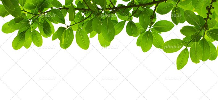 عکس با کیفیت بسیار زیبا برگ های سبز درخت بر روی شاخه در پس زمینه سفید