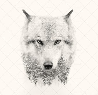 عکس با کیفیت منحصربفرد دابل اکسپوژر گرگ زیبا به رنگ سفید