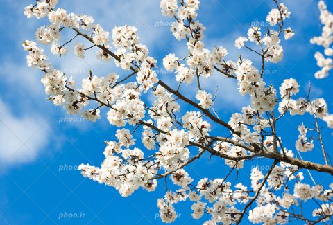 عکس با کیفیت بسیار زیبا شکوفه های ریز به رنگ سفید بر روی شاخه درخت و پس زمینه آسمان آبی