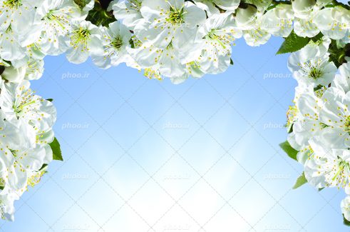 عکس با کیفیت زیبا گل های سفید در اطراف کادر و پس زمینه آسمان آبی