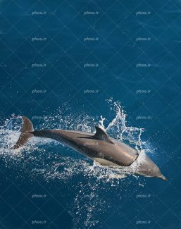 عکس با کیفیت دلفین در حال شیرجه زدن در دریا