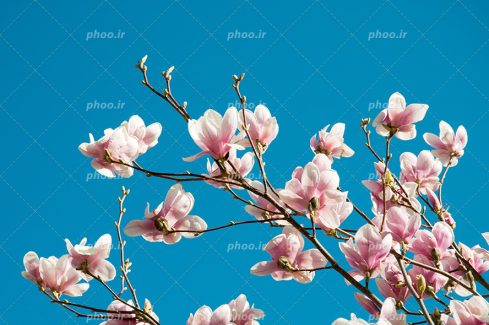 عکس با کیفیت منحصربفرد پس زمینه به رنگ آبی شاخه پر شده از شکوفه