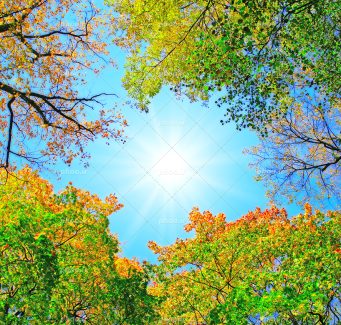 عکس با کیفیت بسیار زیبا درختان سبز و نارنجی به دور نور خورسید در آسمان