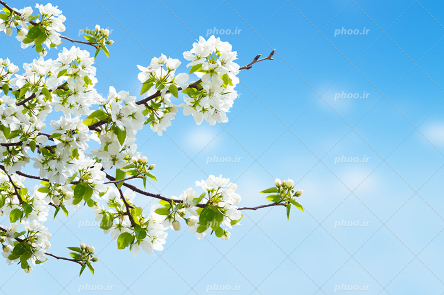 عکس با کیفیت شکوفه های بسیار زیبا به رنگ سفید بر روی شاخه های درخت و پس زمینه آسمان آبی