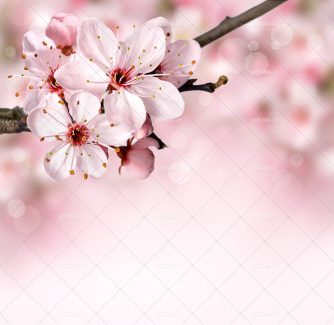 عکس با کیفیت منحصربفرد شکوفه های صورتی از نمای نزدیک به رنگ صورتی