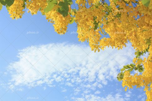 عکس با کیفیت منحصربفرد شکوفه های زرد آویزان از درخت و آسمان آبی در پس زمینه