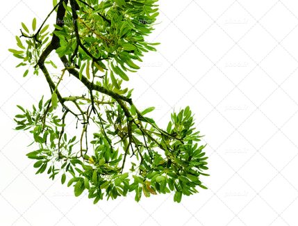 عکس با کیفیت زیبا شاخه ی زیبای درخت در پس زمینه سفید