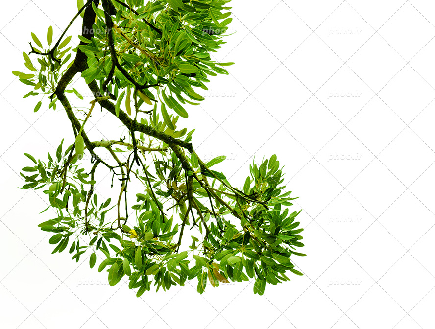 عکس با کیفیت زیبا شاخه ی زیبای درخت در پس زمینه سفید