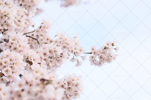 عکس با کیفیت زیبا شکوفه های سفید در کنار یکدیگر در پس زمینه آسمان