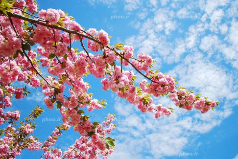 عکس با کیفیت بسیار زیبا شکوفه های صورتی بسیار زیبا بر روی شاخه ی درختان