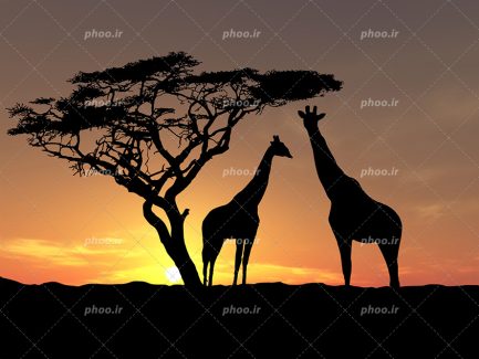 عکس با کیفیت منحصربفرد دو زرافه ایستاده در کنار درخت و آسمان در حال غروب