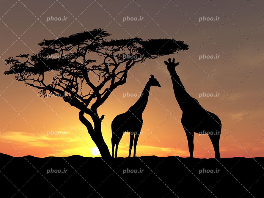عکس با کیفیت منحصربفرد دو زرافه ایستاده در کنار درخت و آسمان در حال غروب
