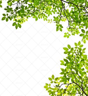 عکس با کیفیت شاخه های درخت با برگ های سبز در دو طرف تصویر